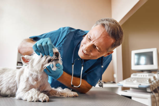  Oak Ridge North, TX Emergency Dentist Pros